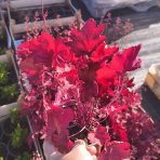 Heuchera (Heuchera villosa) ‘CARNIVAL BURGUNDY BLAST’® - kont.C1,5L